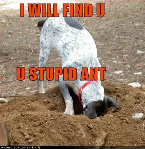 loldogsiwillfinduustupidant.jpg