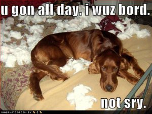 loldogsugonalldayiwuzborednotsry.jpg