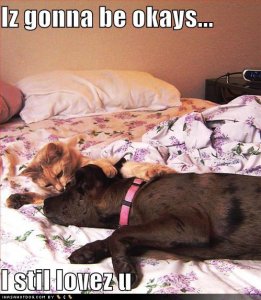loldogsizgonnabeokays.jpg