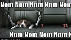 loldogsnomnomnomnomnomcar.jpg