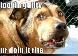 loldogslookinguilty.jpg