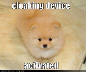 loldogscloakingdeviceactivated.jpg