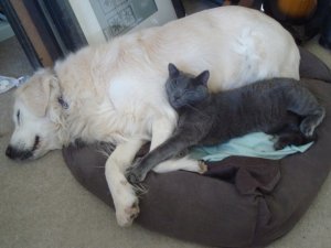 sleepybabies34.JPG