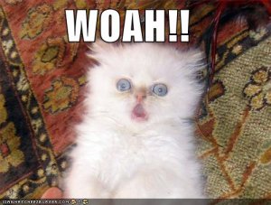 lolcatswoah.jpg