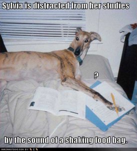 loldogssylviaisdistractedfromherstudies.jpg