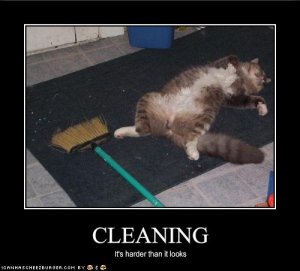 lolcatscleaning.jpg