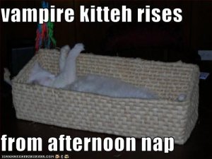 lolcatsvampirekittehrisesfromafternoonnap.jpg