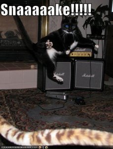 lolcatssnaaaaake.jpg