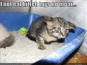 lolcatsnoteatkittehtoysnomoar.jpg