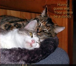 lolcatsyoozgonnabeadaddy.jpg