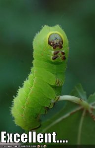 lolcaterpillarexcellent.jpg