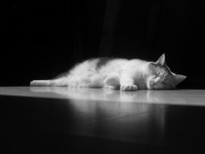 catpic.jpg