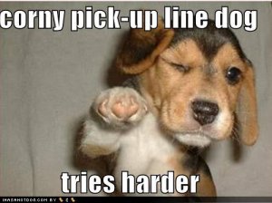 loldogscornypickuplinedog.jpg