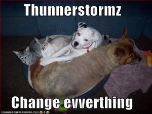 loldogsthunnerstormzchangeevverthing.jpg