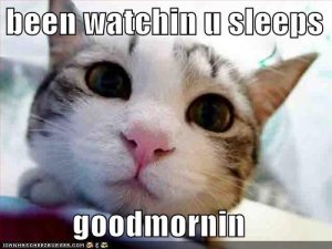 lolcatsbeenwatchinusleeps.jpg