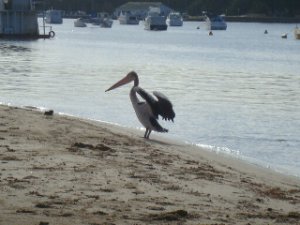 pelican.jpg