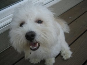Baileyupclose.jpg