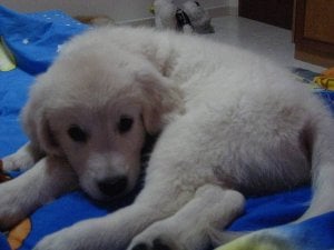 Baby Cooper.jpg