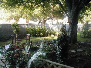 Backyard.jpg