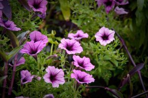 Simplefleur_sm.jpg