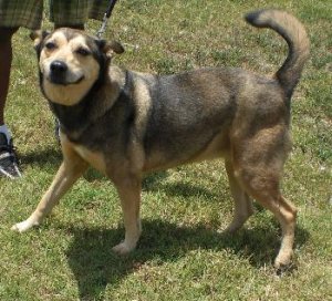 Ginger the GSD in Houston.jpg