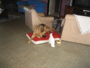 ziggy1.jpg