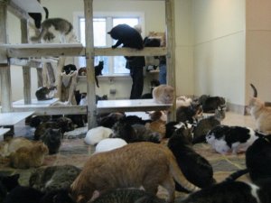 kittieshavenps3.jpg