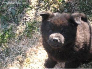 D.O.G. as a puppy.JPG