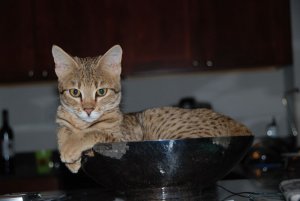 zoeinbowl.jpg