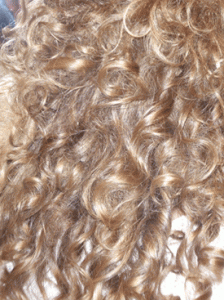 2008_0829September060002.gif