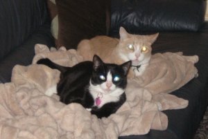 Gypsy Odd Couple1.JPG