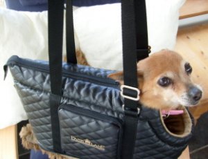 3doggie1channel.jpg