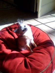 pierre red bed.JPG