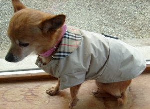 4doggie8privatedetective.jpg