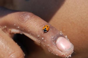 ladybug1.jpg