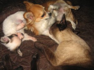 pets1234.jpg