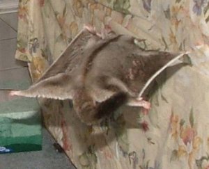 Bittah in Flight.jpg