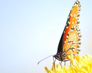 butterflies_01edit.jpg