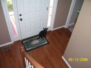 fisharghstairway.GIF