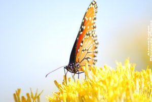 butterflies_01.jpg