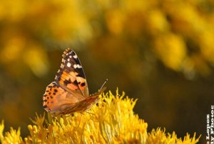 butterflies_02edit.jpg