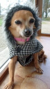 1doggie4fakefur.jpg