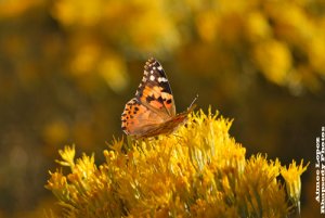 butterflies_02.jpg