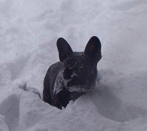 TheAbominableSnowTuck.jpg