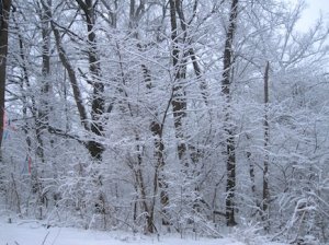 dcblizzard.JPG dcblizzard.JPG