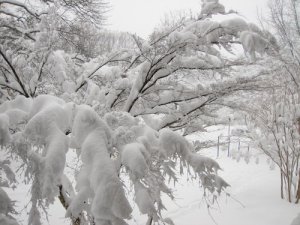 vipsnow5.JPG