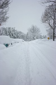vipsnow910.jpg