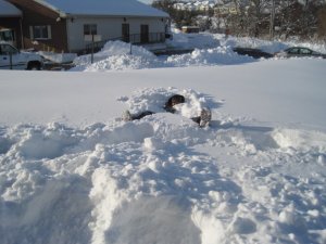 snowya342.jpg
