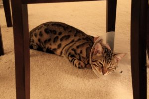 IMG_1112y.jpg