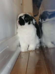 otto hiding and disapproving.jpg